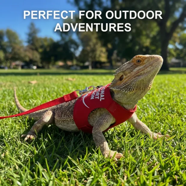 Reptile Harness
