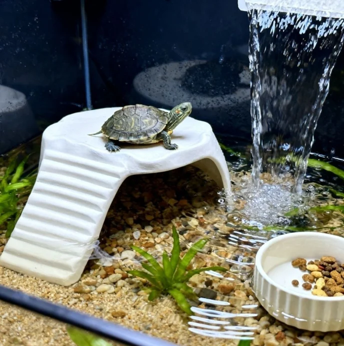 Turtle Basking Area