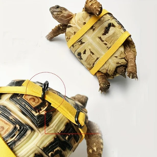 Turtle Leash