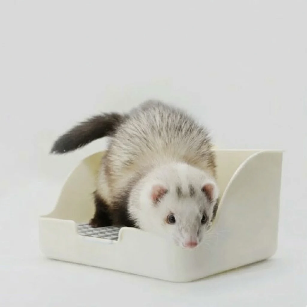 Ferret Litter Box
