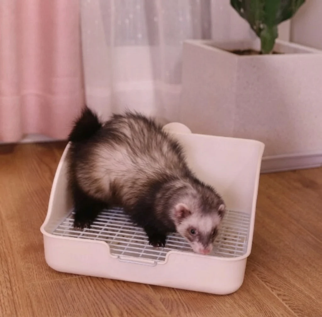 Ferret Litter Box